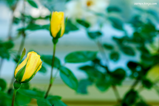 Illustration for article titled PhoTAYgraphy Club: You Don't Bring Me Flowers